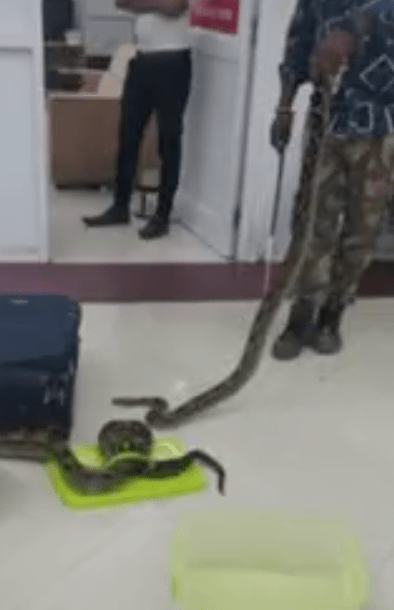 At an airport in India, customs officials discovered 22 snakes inside the checked bags of a woman.