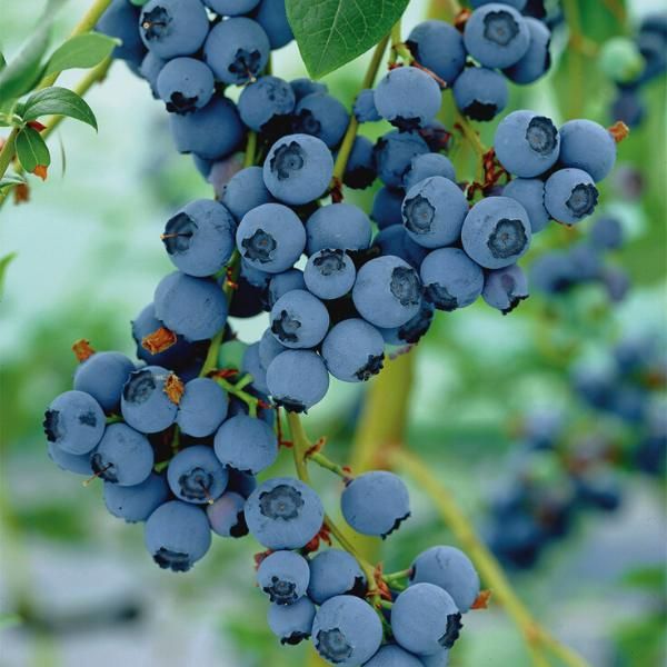 Cultivating Your Own Blueberry Bounty