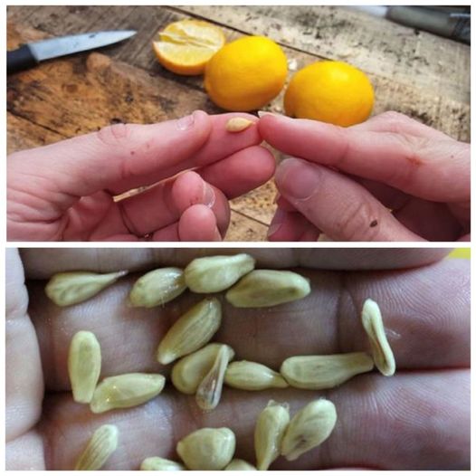 Unlocking the Hidden Treasure in Lemon Seeds: Don’t Toss, Treasure!