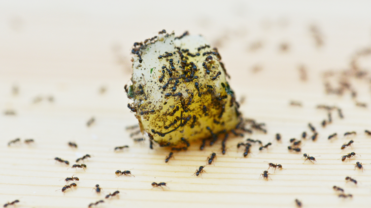 Nature’s Way: Simple and Organic Solutions to Keep Ants at Bay