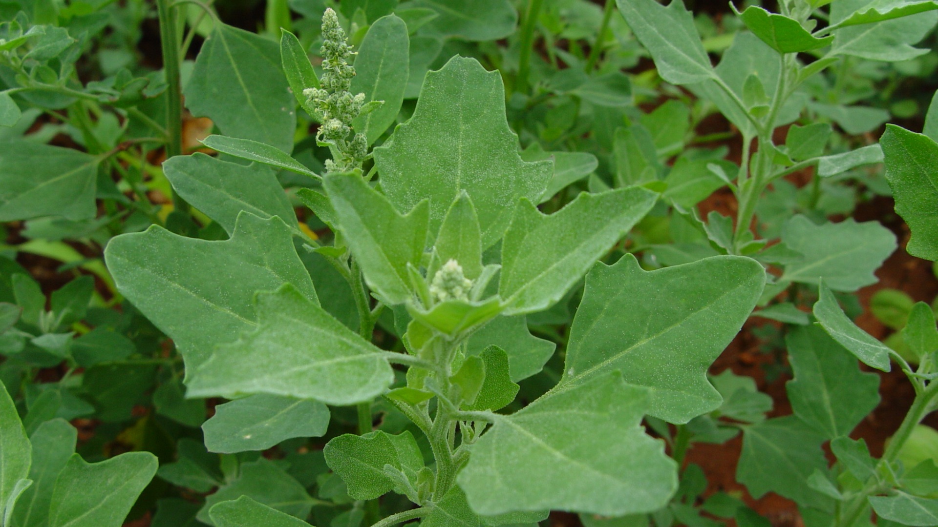 Chenopodium Album (Lamb’s Quarters): Unlocking its Health and Culinary Potential