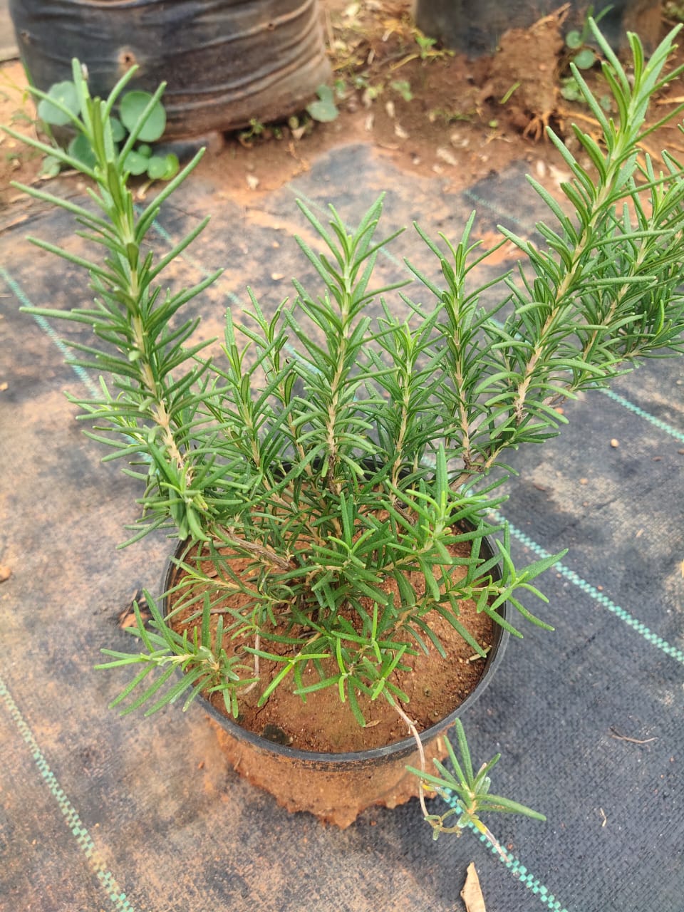 The Surprising Benefits of Rosemary: A Natural Wonder