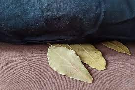 Why You Should Sleep With A Bay Leaf Under Your Pillow