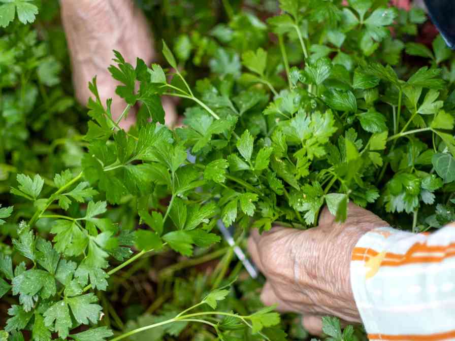 A Chef’s Trick – How to Keep Parsley Fresh for Months