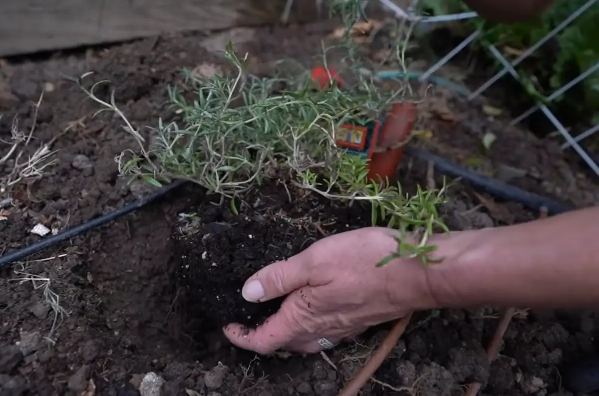 Rosemary: A Treasure in Your Garden