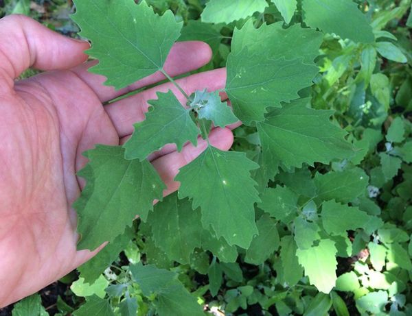 Chenopodium Album (Lamb’s Quarters): Discovering its Nutritional and Medicinal Proficiencies