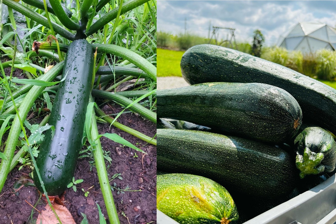 The One-Fork Wonder: A Delicious Zucchini Recipe to Try