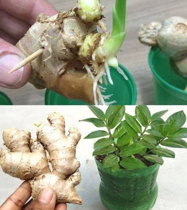 How to Grow Endless Amounts of Ginger at Home