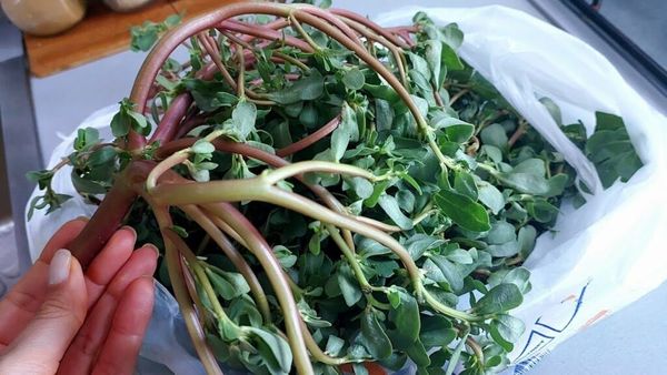 Discover the Hidden Gem in Your Backyard: Purslane, the Delicious Superfood