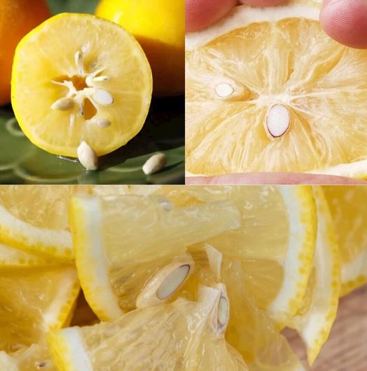 Don’t Waste Those Lemon Seeds: Unlocking Their Hidden Potential