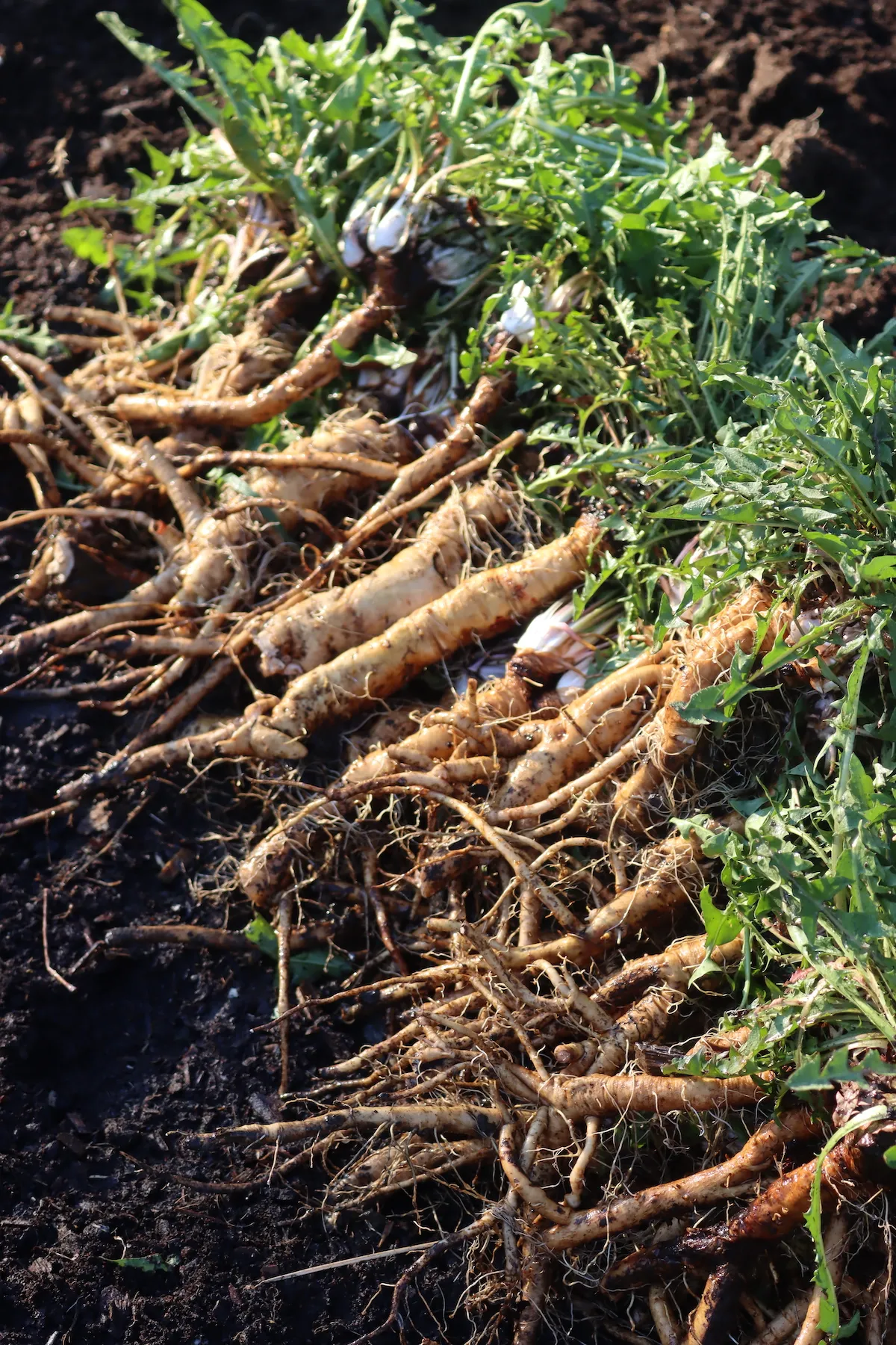 The Remarkable Dandelion Root: A Natural Approach to Wellness