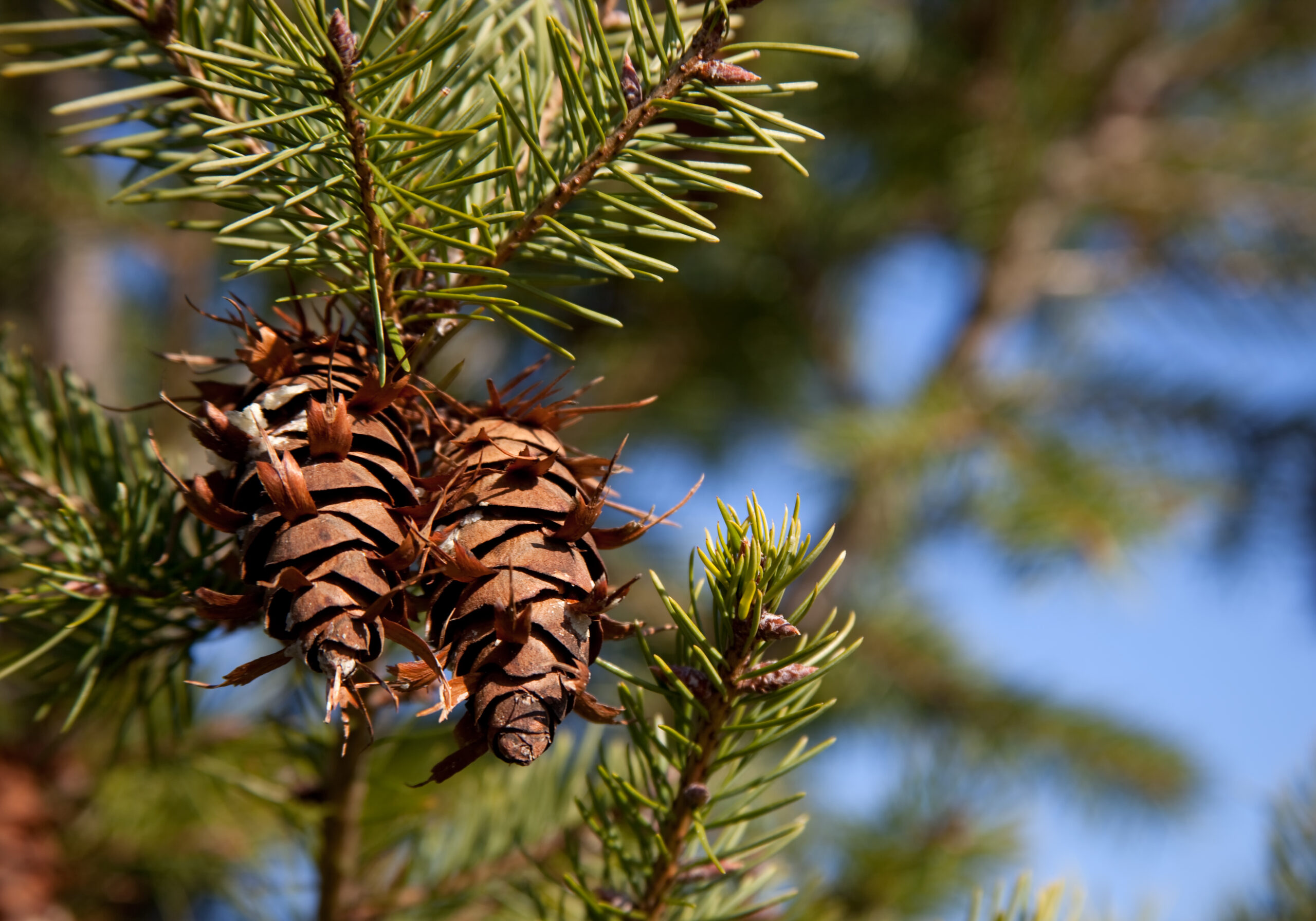 Discover the Power of Tree Cones for Healthy Lungs