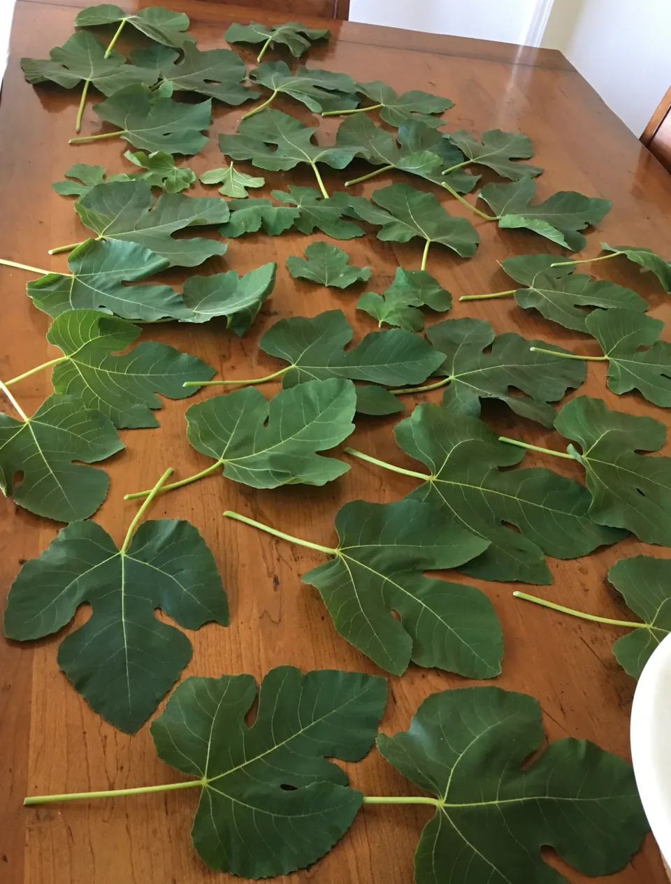 A Natural Sweetener for Your Health: The Magic of Fig Leaves