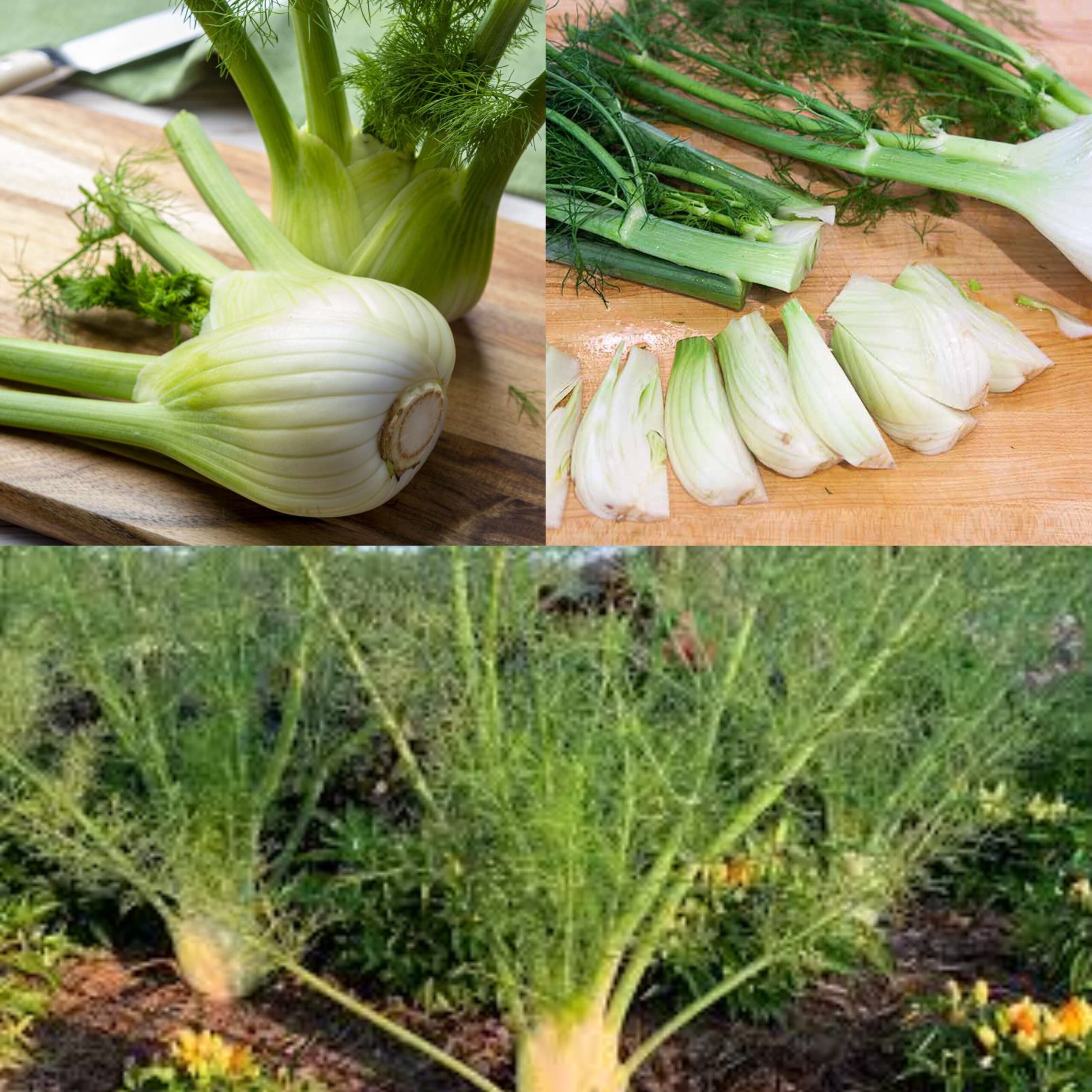 Discover the Marvelous Benefits of Fennel: A Treasure Trove of Good Health