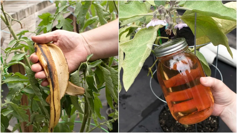 The Wonders of Banana Peel Fertilizer: A Garden’s Best-Kept Secret