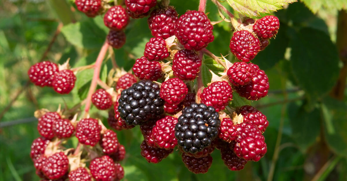 The Berry Elixir: Blackberry and Honey for Vitality and Vigor