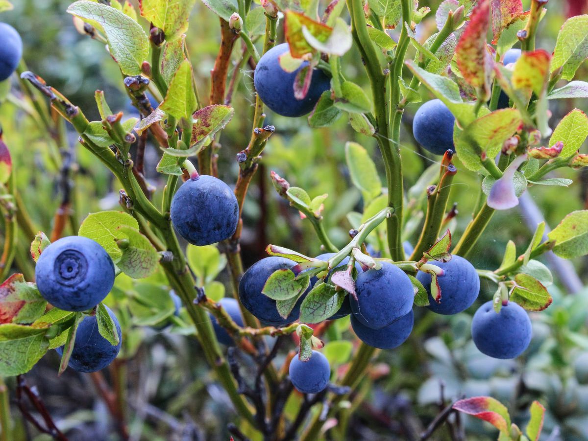 The Wonders of Daily Blueberries for Your Health