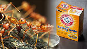 Wave Goodbye to Ants and Aphids: The Baking Soda Miracle