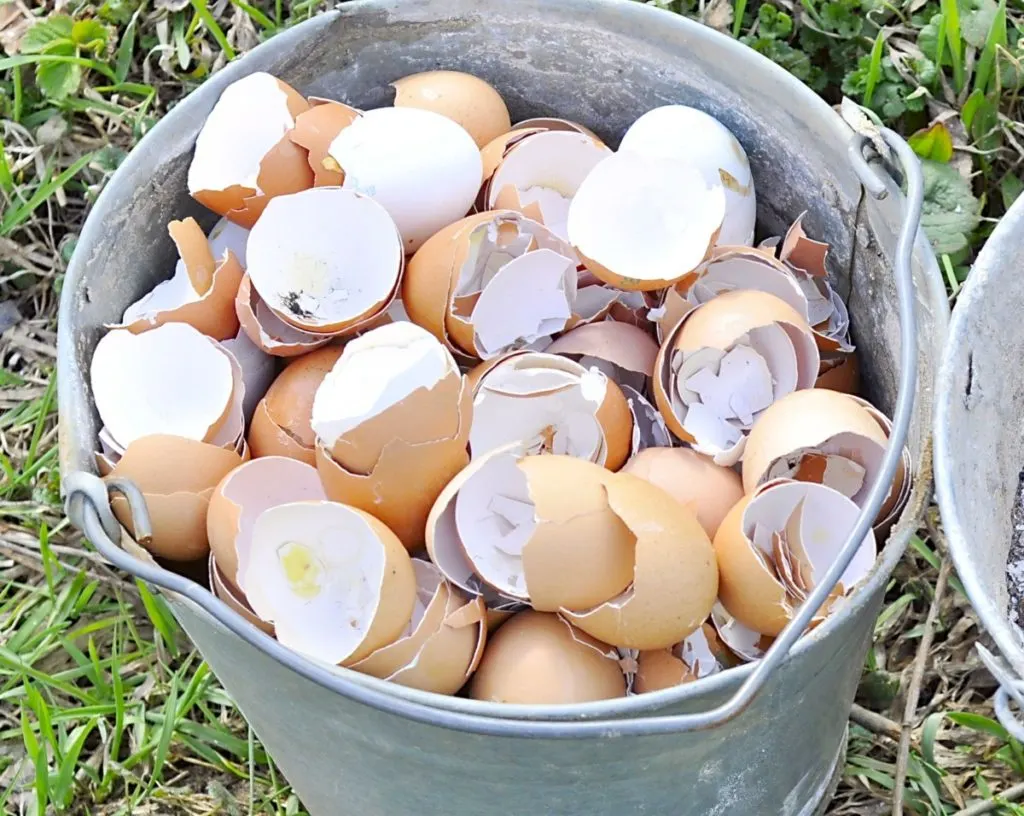 Discover the Garden Magic of Eggshells: A Secret Too Good to Ignore