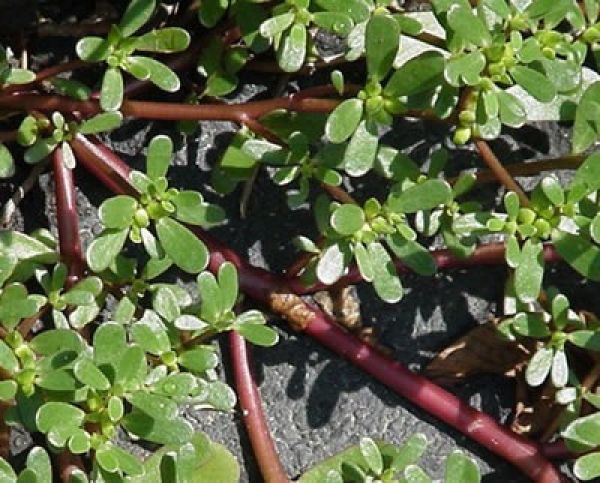 The Remarkable Purslane: A Plant with Exceptional Health Benefits and Exquisite Flavor