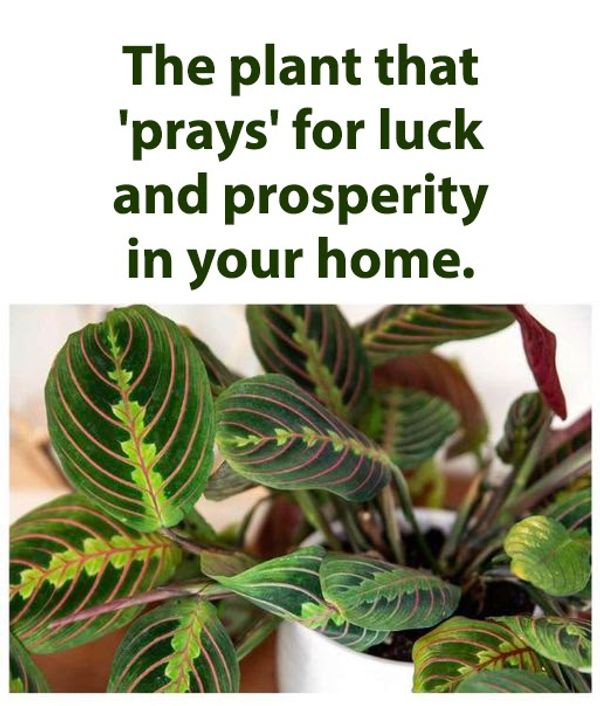 Transform Your Home with the Praying Plant