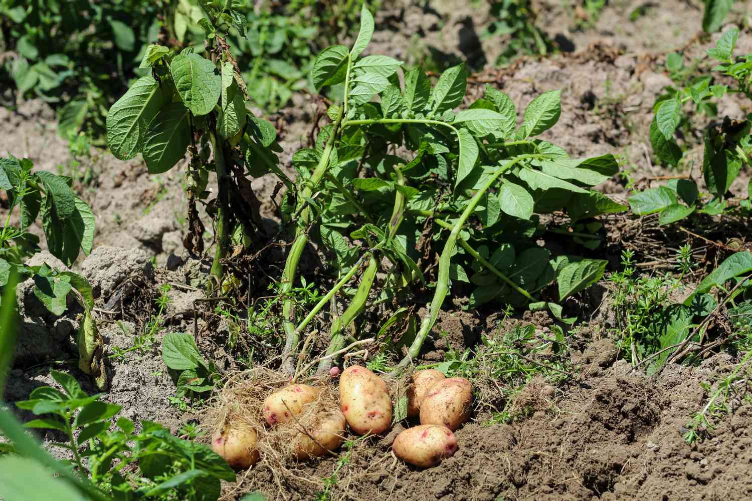 Boost Your Potato Harvest with This Simple Trick!