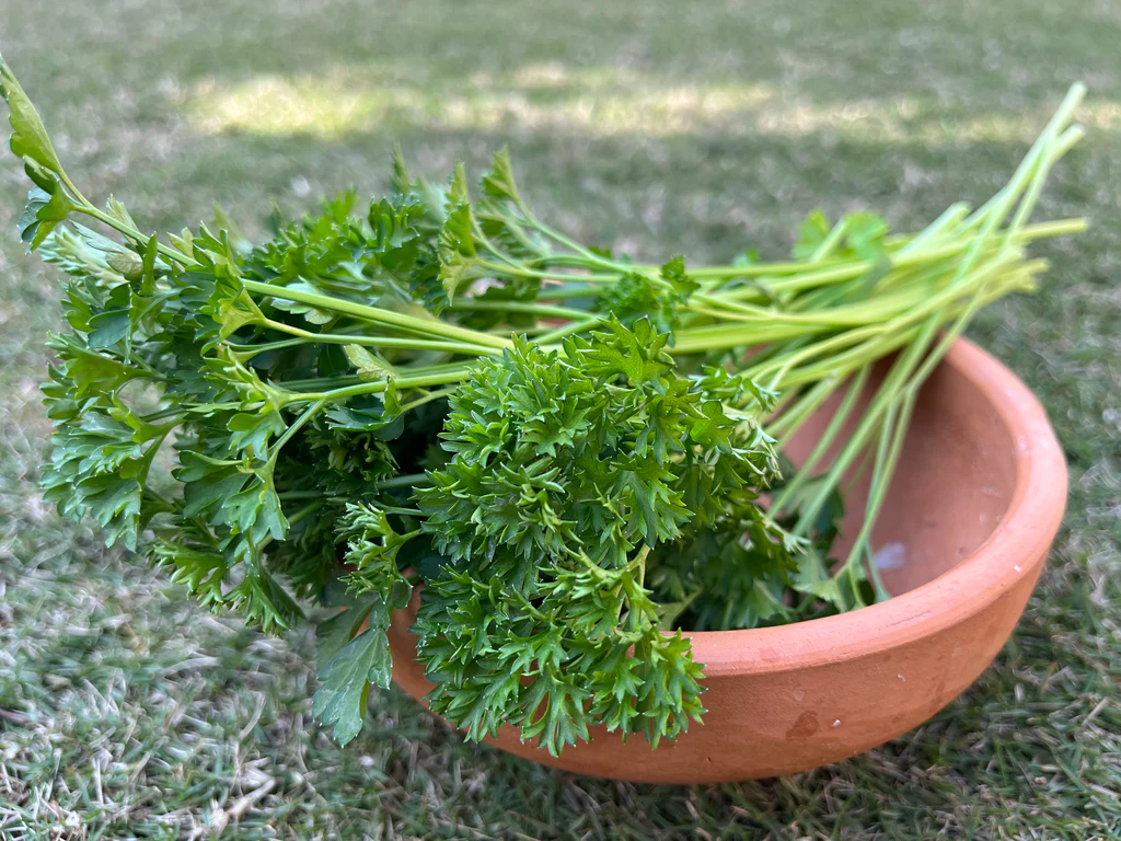 The Magic of Parsley: A Natural Remedy for Joint Health