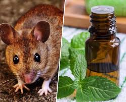 A Natural Marvel: Keeping Mice and Rats at Bay with Peppermint