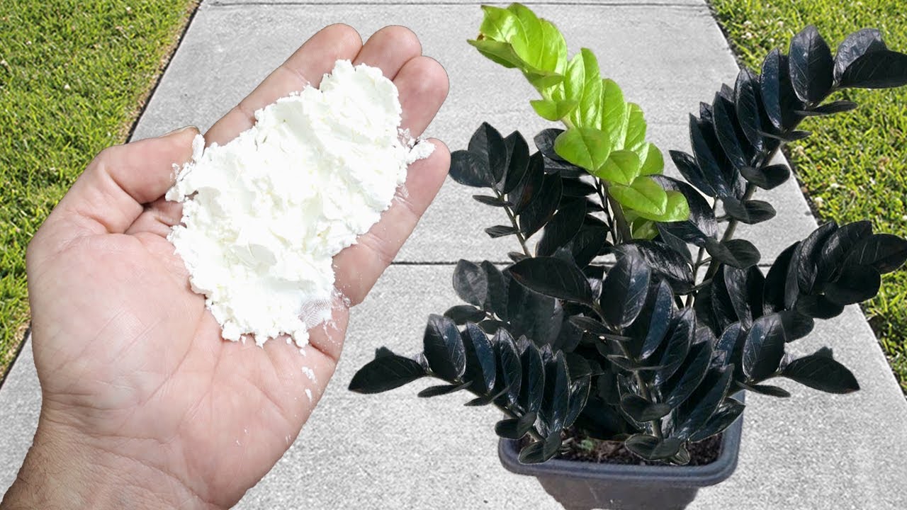 Unveil the Secret: Boost Your Plants’ Growth and Blooming Like Never Before!