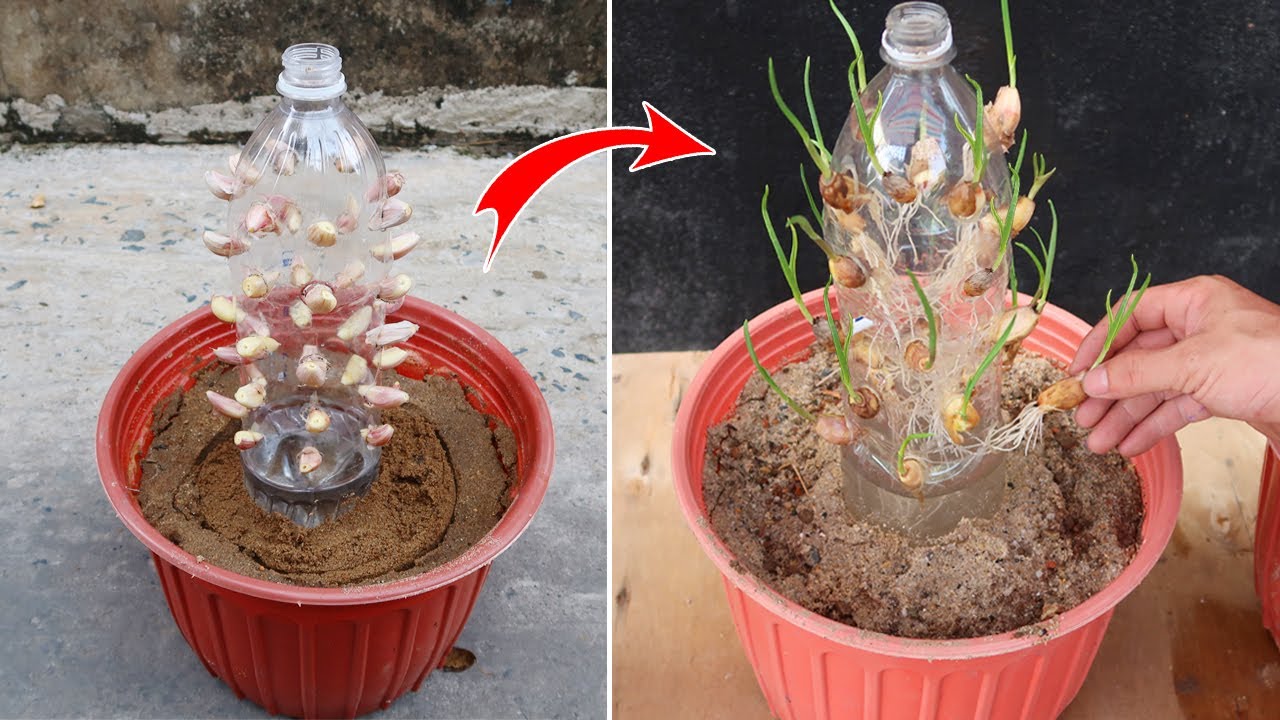 Grow Your Own Garlic in Water Bottles: A Simple Guide