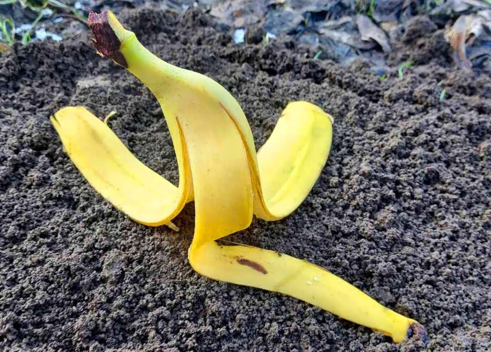 The Hidden Wonders of Banana Peels