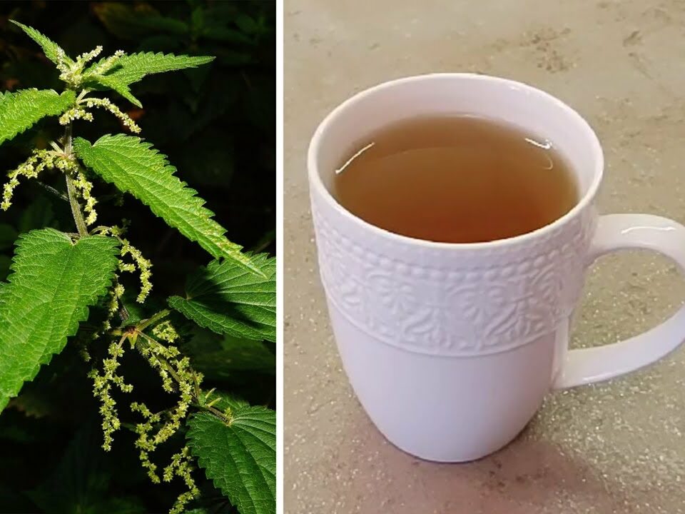 Discovering the Wonders of Stinging Nettle: The Super Tea Recipe