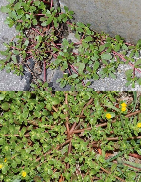 Purslane: A Hidden Gem in Gardening and Nutrition