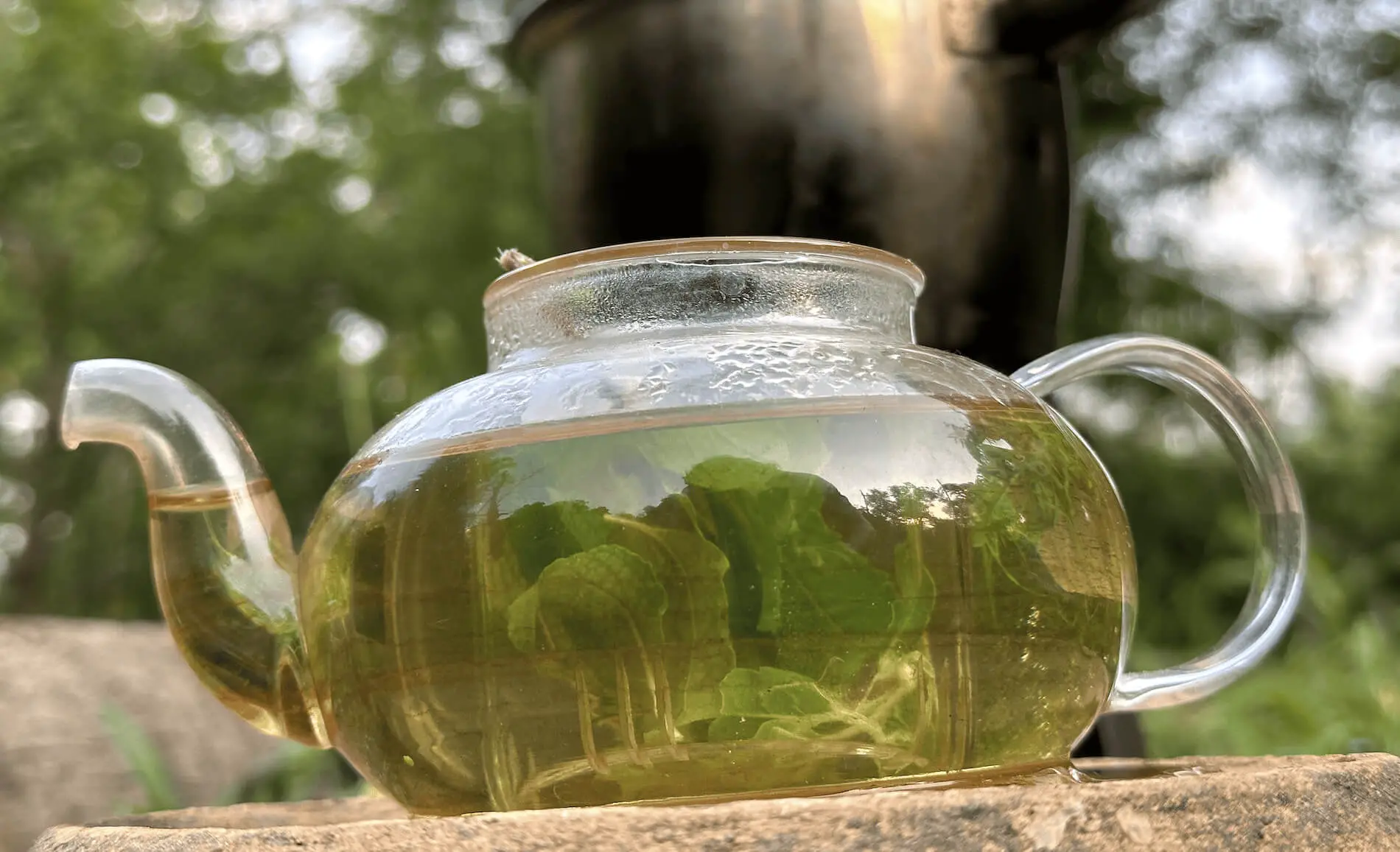 Discover the Healing Powers of Basil Tea