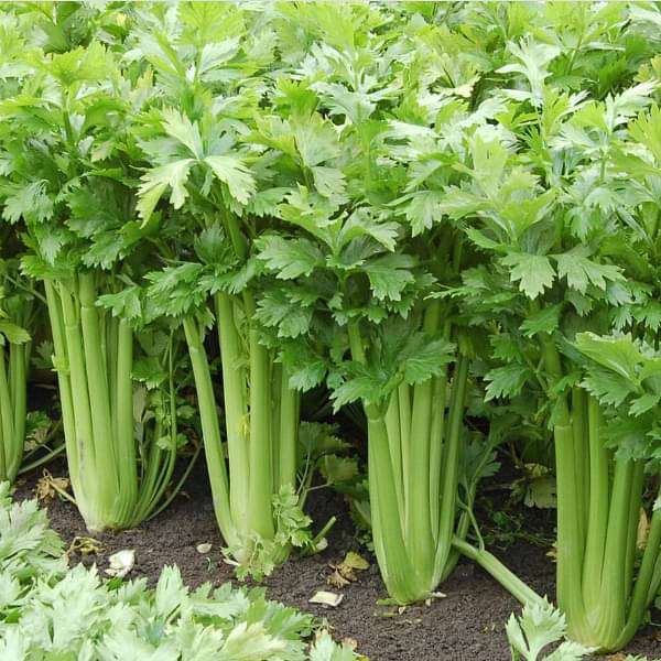 The Ultimate Guide to Celery: Top 10 Benefits