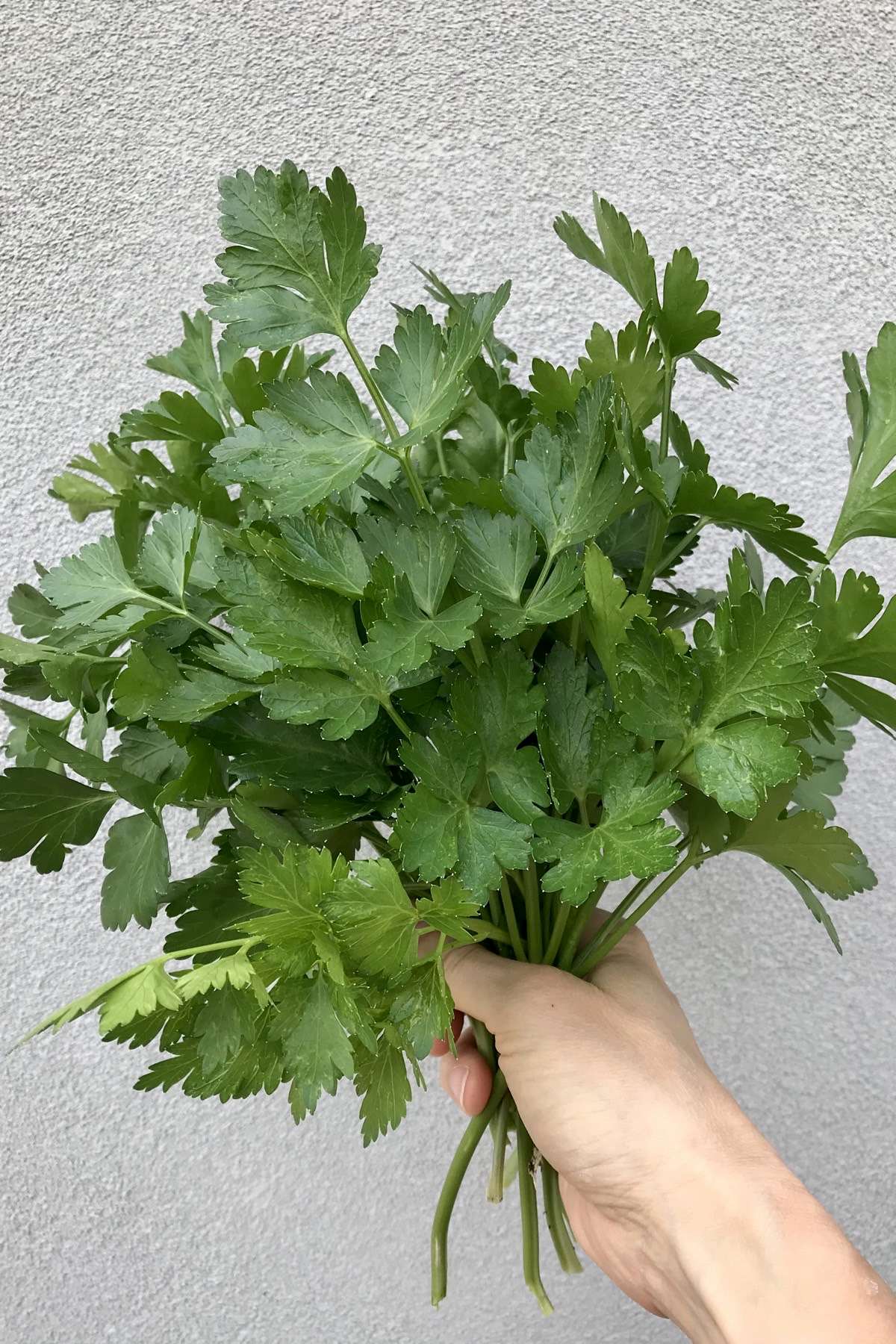 The Wonders of Parsley: A Sprig of Health in Every Leaf