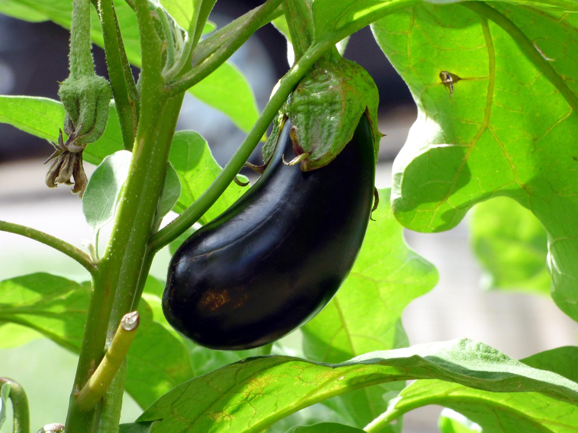 Discover the Wonders of Eggplant: A Delightful Recipe for Your Well-Being