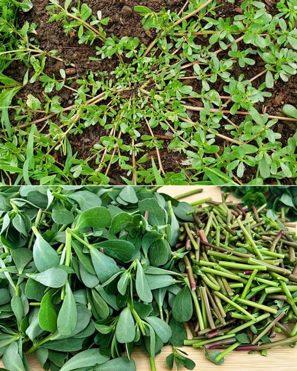 Purslane: The Remarkable Plant with Health Benefits and Flavor