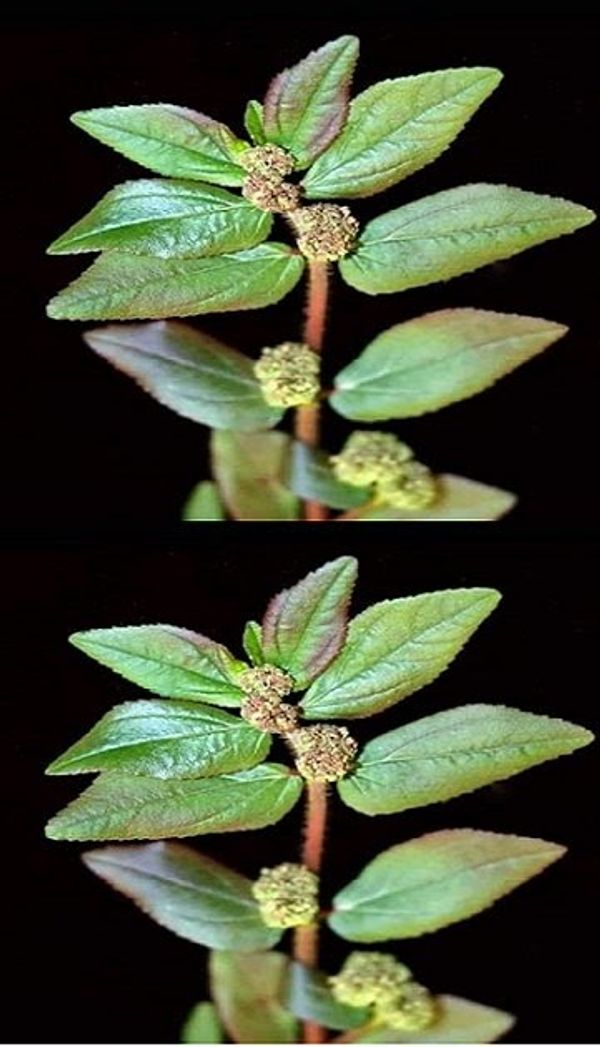 The Miraculous Plant in the Picture: A Natural Wonder with Countless Health Benefits