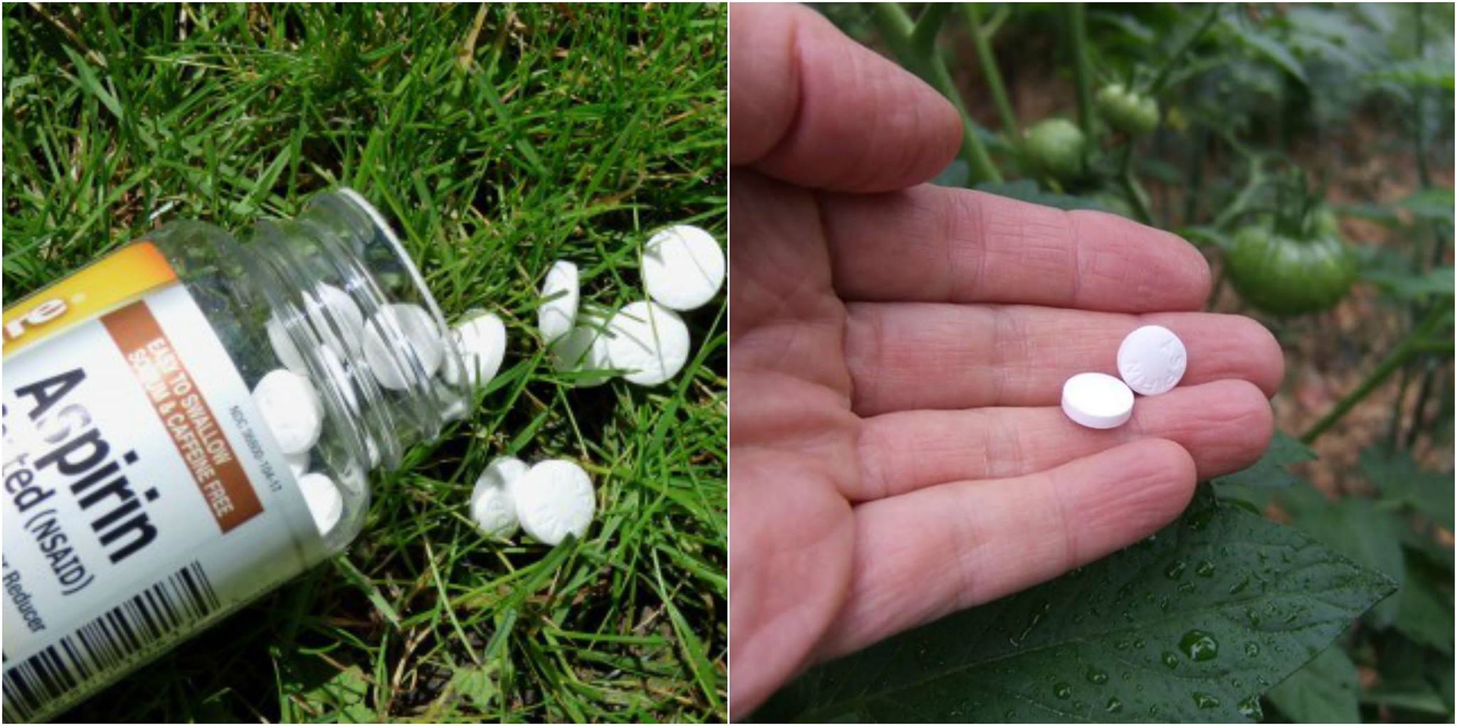 The Aspirin Secret: A Simple Solution for a Thriving Garden