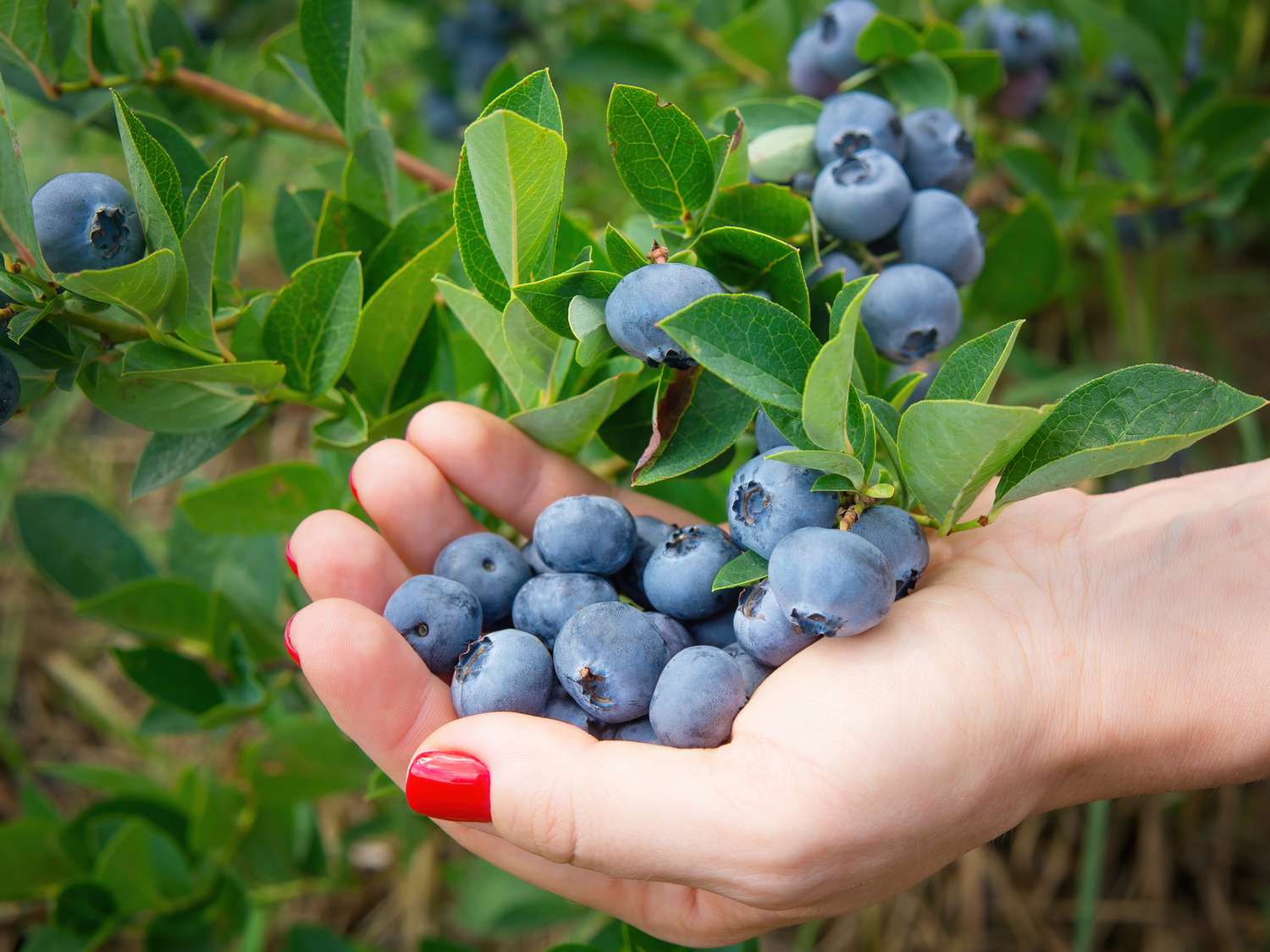 Grow Your Own Blueberry Plants from Store-Bought Berries: A Delightful Garden Project