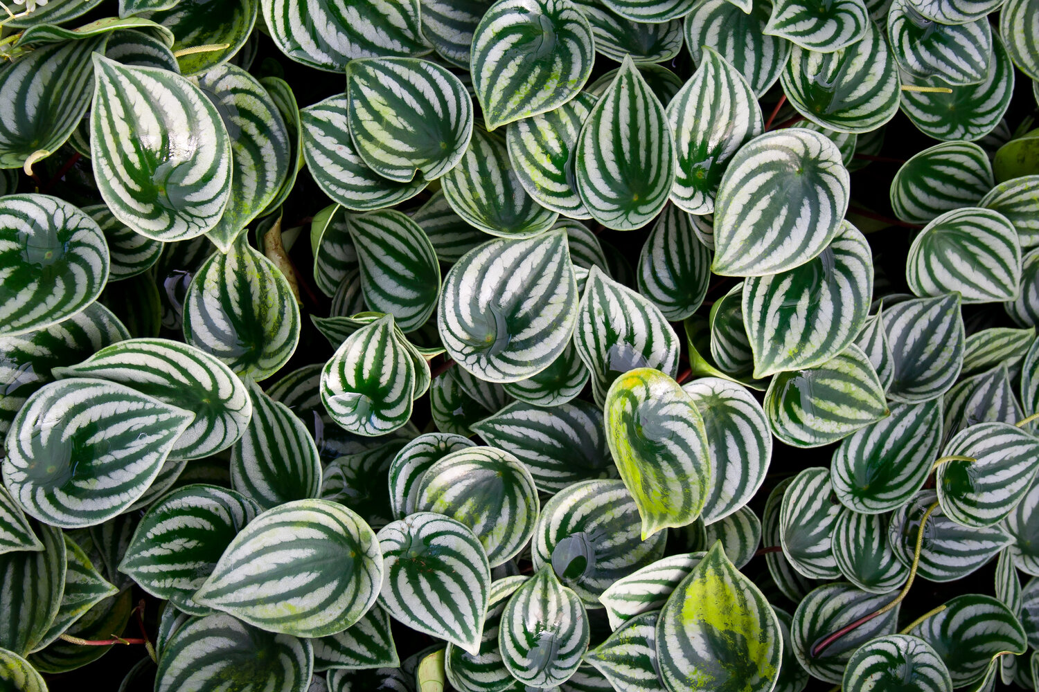 Peperomia Perfection: Your Guide to Growing and Caring for This Lovely Plant