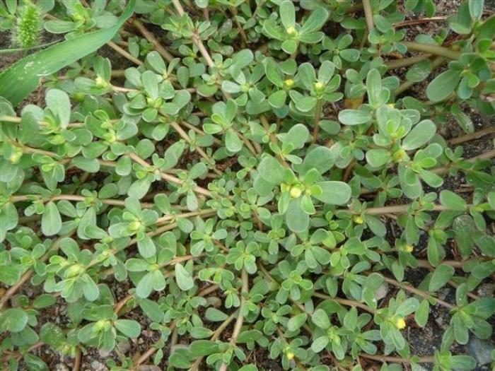 Embrace the Wonders of Purslane: A Garden’s Unsung Hero