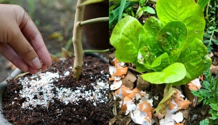 Unlocking the Hidden Treasures of Eggshells in Your Garden