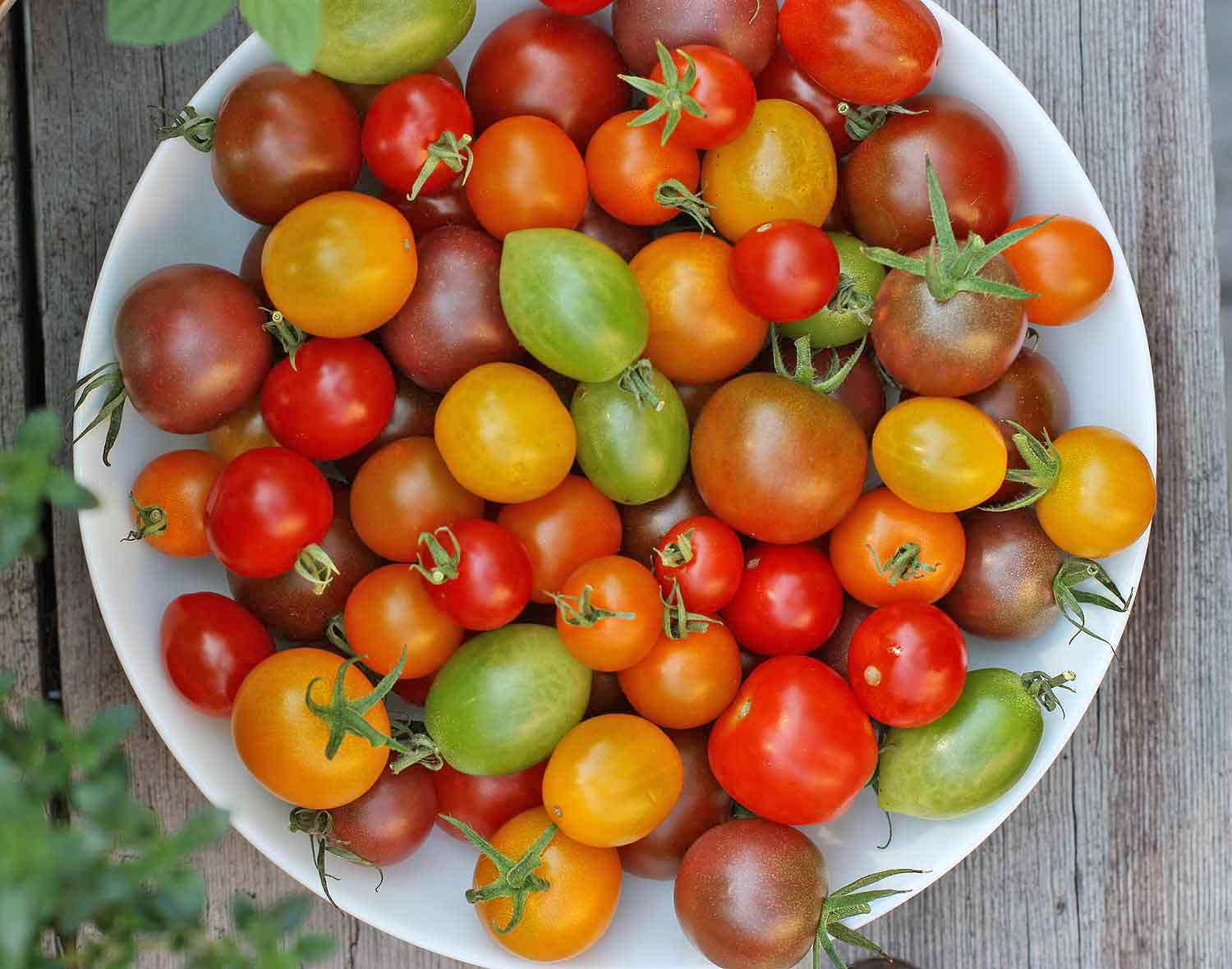 The Hidden Trick to Propagating Tomatoes That Might Surprise You