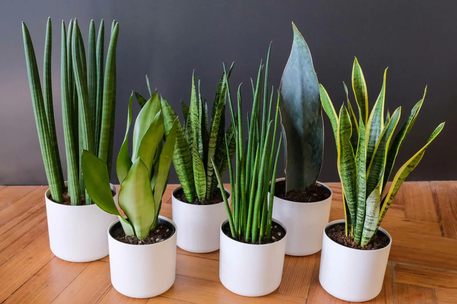 The Marvelous Snake Plant: A Green Champion for Your Bedroom