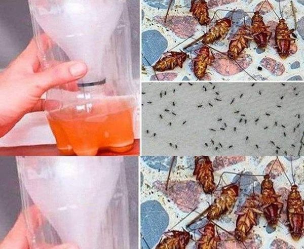 A Highly Effective Home Remedy for the Permanent Elimination of Cockroaches and Mosquitoes