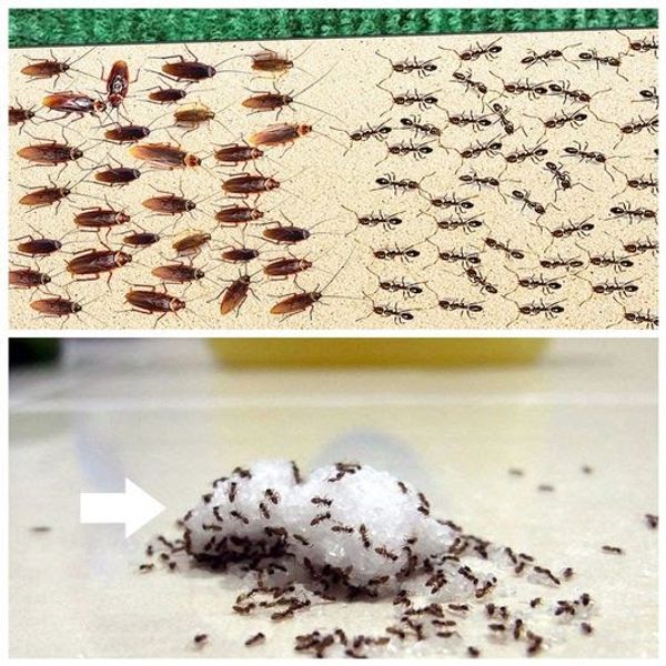 Easy and Effective Ways to Get Rid of Ants in Your Home