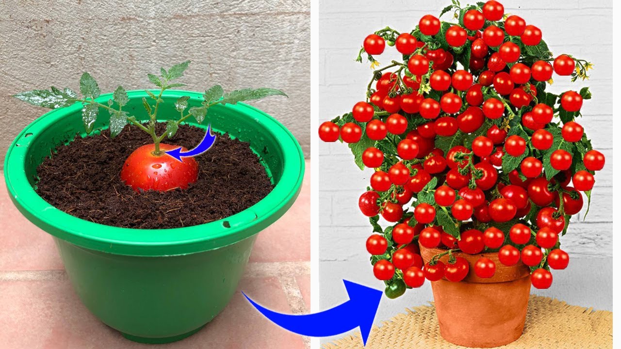 Discover the Secret to Propagating Tomatoes: A Surprising Method