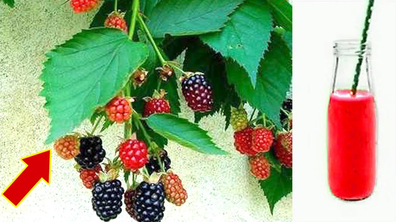 The Hidden Pharmacy in Your Garden: The Wonders of Blackberry Leaves